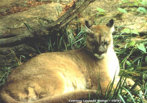 Puma wschodnia