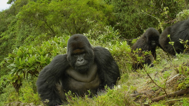 Dian Fossey