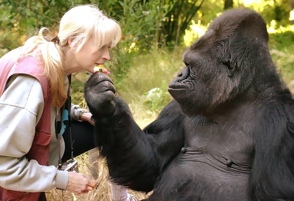 Koko``