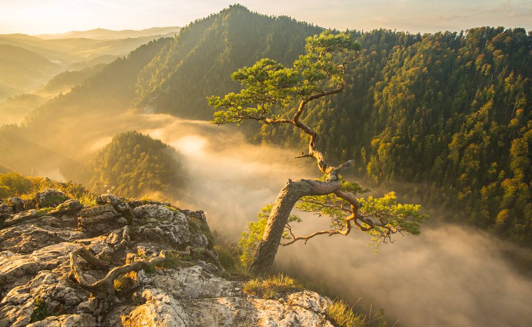 Sokolica, Pieniny