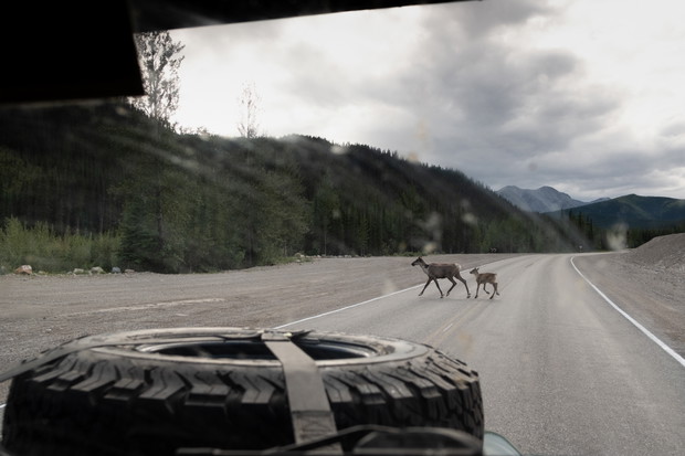 Droga numer 11 (Dalton Hwy) z Fairbanks do Deadhorse.