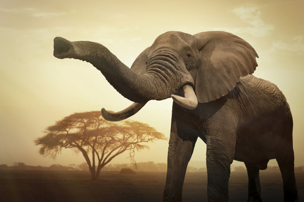 Botswana znosi zakaz polowań na słonie. „Spodziewajcie się masowej rzezi”