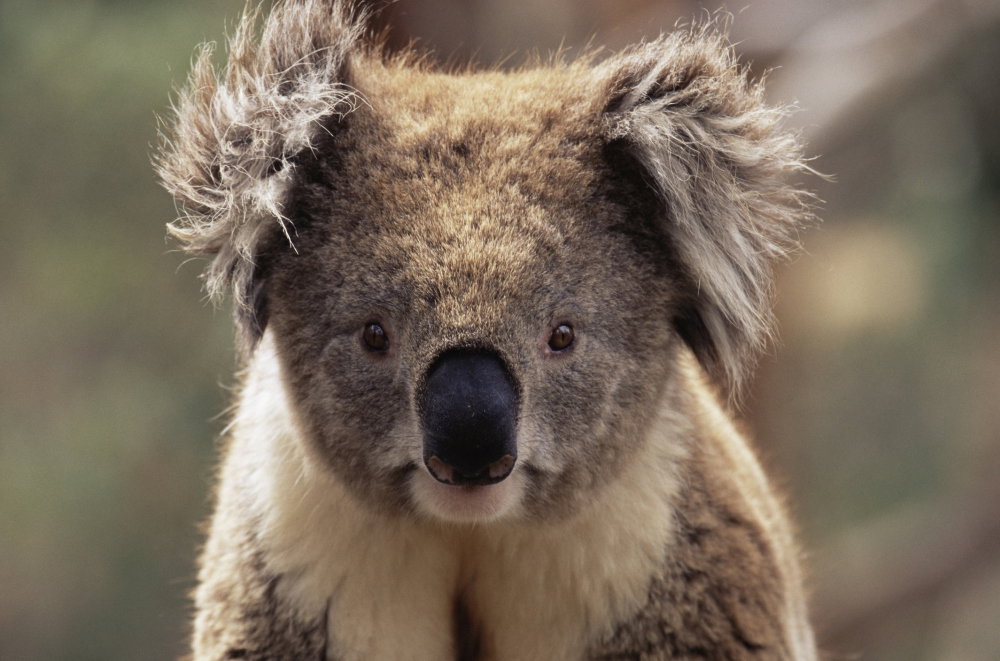 Miś koala