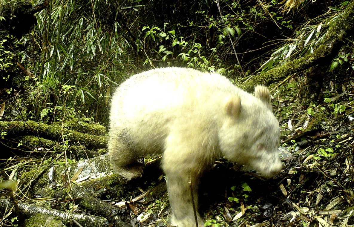 Takiego osobnika jeszcze nie widziano. Panda albinos w Chinach