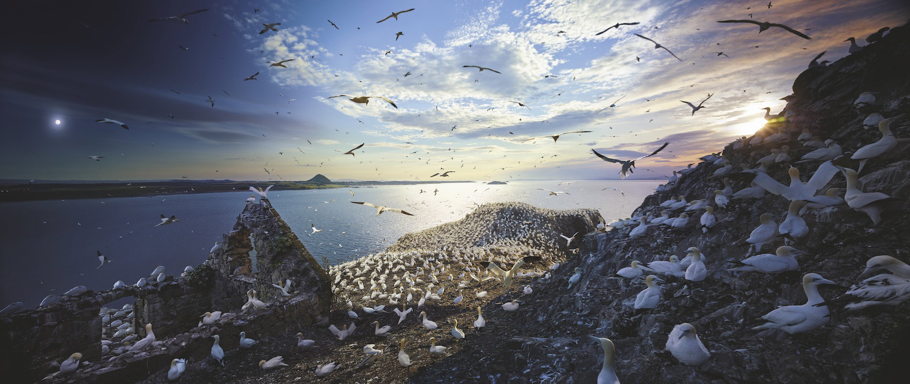 Głuptaki zwyczajne Bass Rock, Szkocja