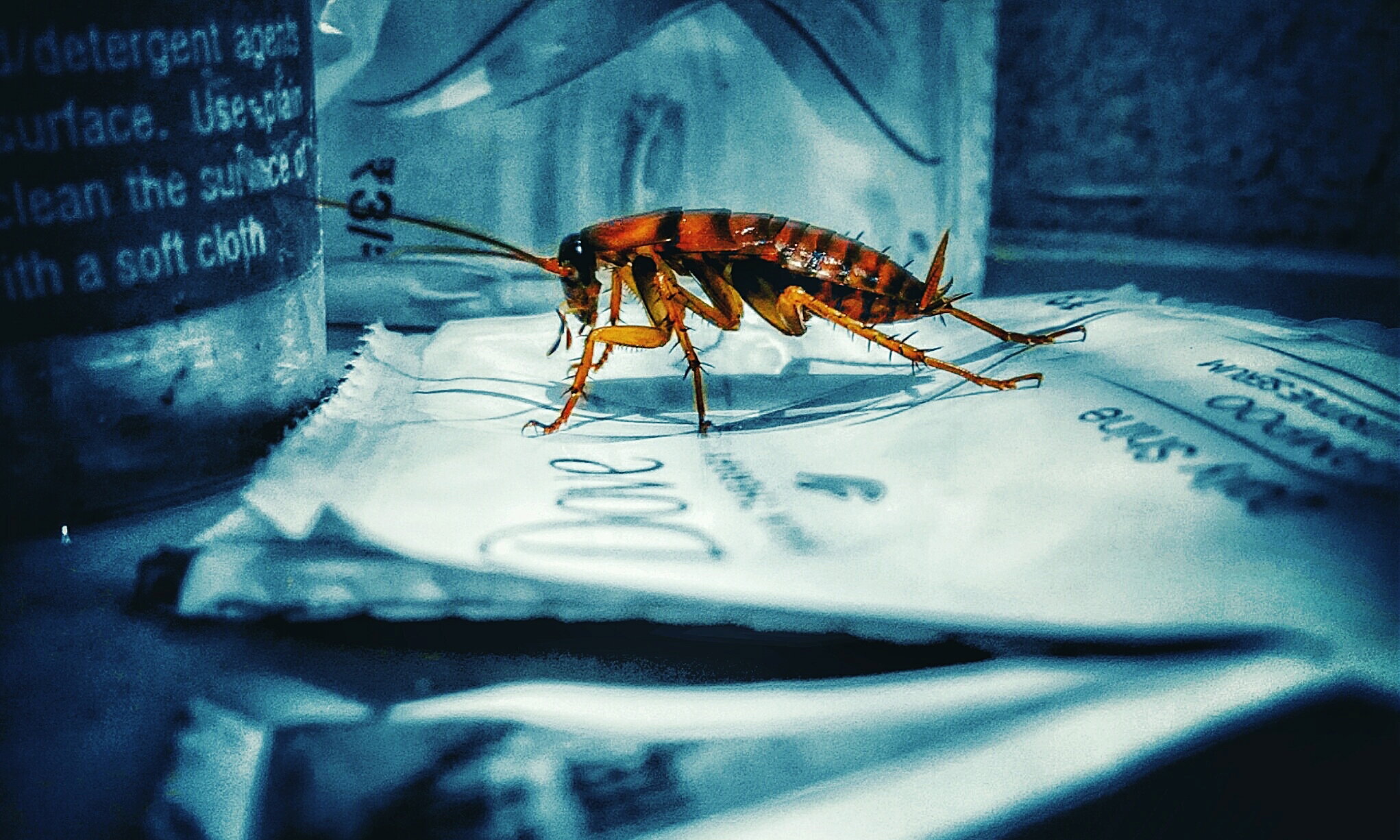 Karaluchy stają się niezniszczalne. „Nie zdawaliśmy sobie sprawy, że dzieje się to tak szybko!”