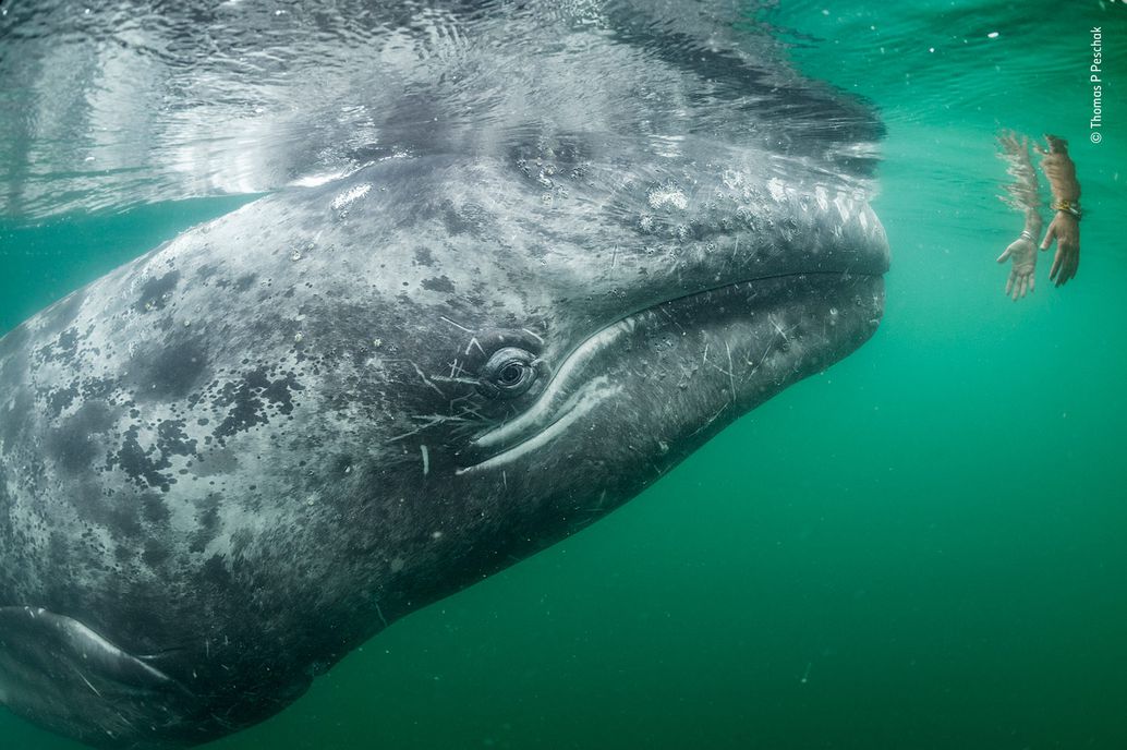 Wildlife Photography Awards 2019. Świat piękny, choć czasem brutalny