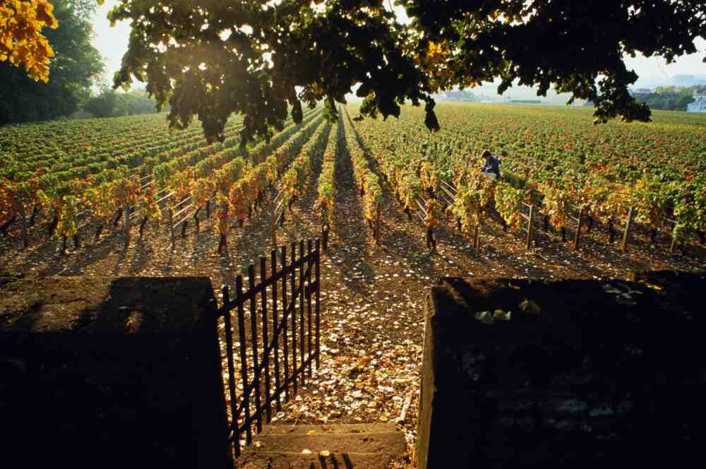 Burgundia. Z kieliszkiem i w kaloszach