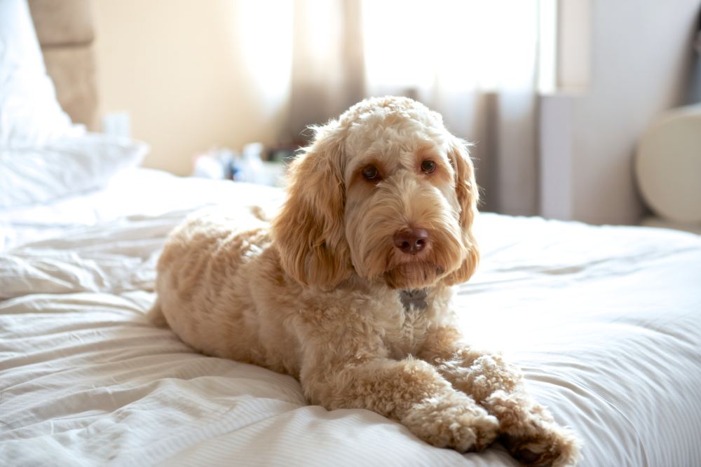 Pies rasy labradoodle Getty Images