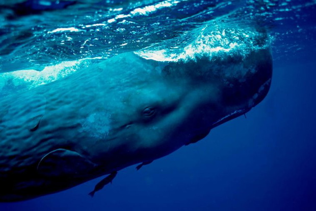 23962f691b67a129096d4de8b529d7576c099e31-5c4053e