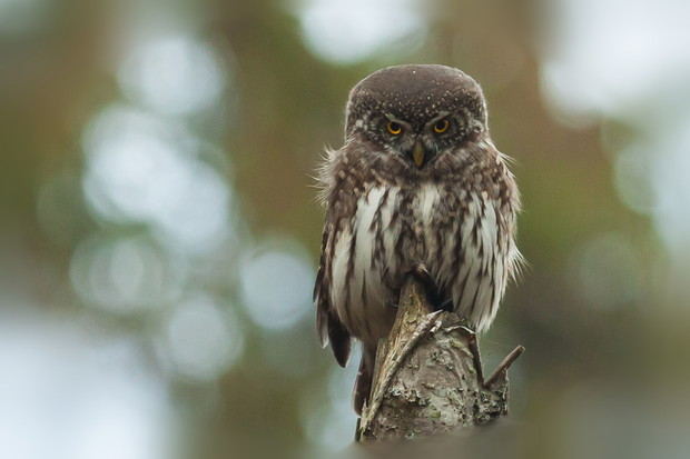 Puszcza Białowieska Sowa