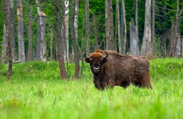 Puszcza Białowieska Żubr