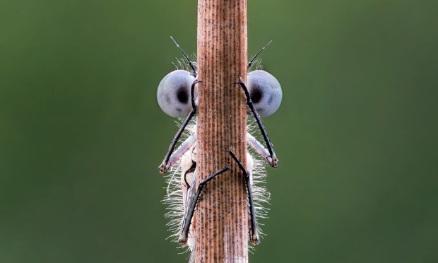 Hide and seek / Tim Hearn (Comedy Wildlife Photography 2020)