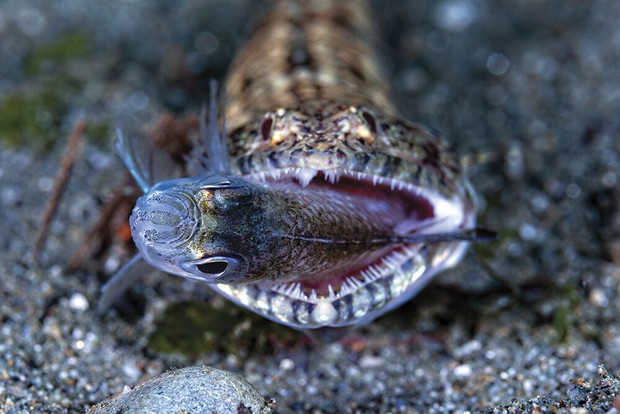 Jerry Arriaga, Ambon Bay, Indonesia / II miejsce Behavior