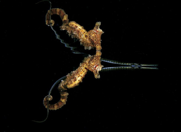 Jules Casey, Port Phillip Bay, Australia / I miejsce Behavior