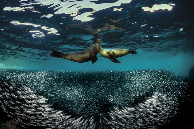 Raffaele Livornese, Baja California, Mexico / III miejsce Wide-Angle