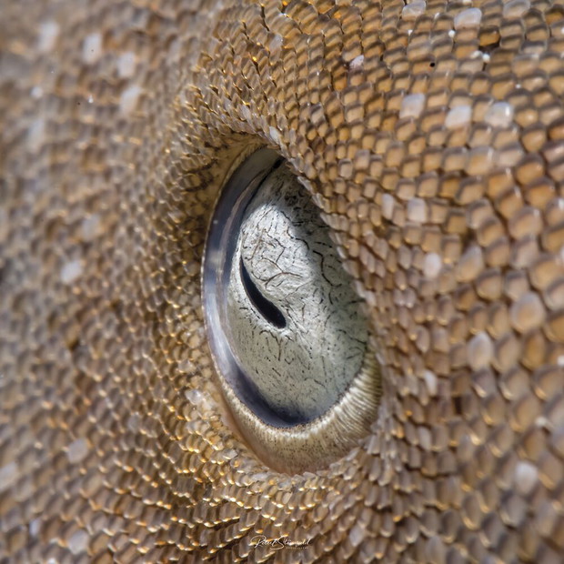 Robert Stansfield, Banco Chinchorro, Mexico / III miejsce Macro