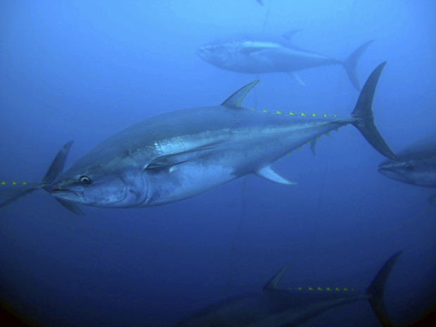 Światowy Dzień Oceanów. Zobacz, co TY możesz zrobić, by chronić bogactwo morskich ekosystemów