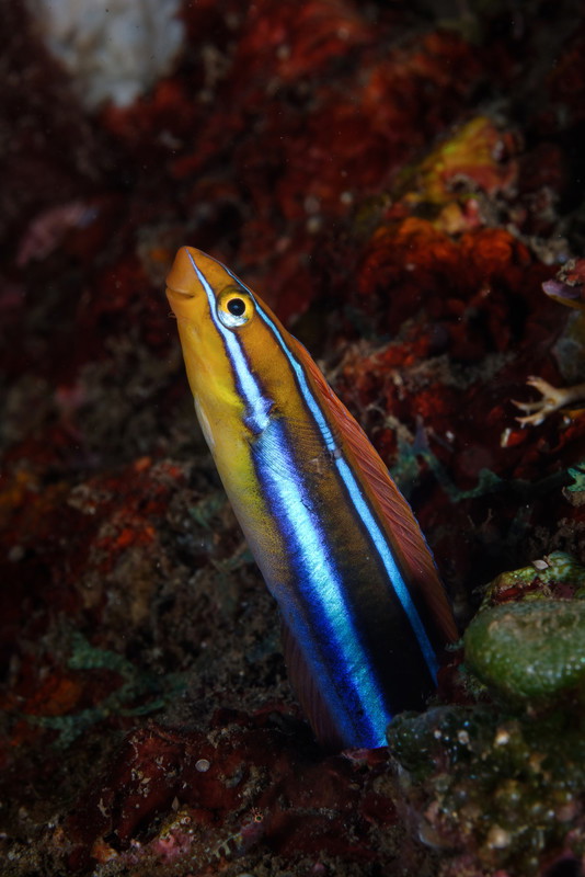 Światowy Dzień Oceanów. Zobacz, co TY możesz zrobić, by chronić morskie ekosystemy