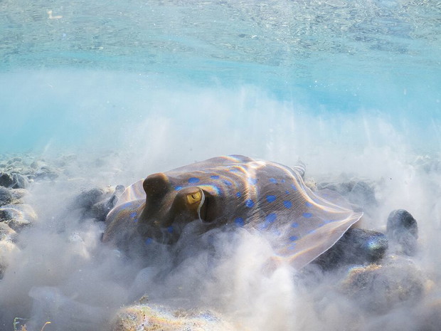 Thomas Van Puymbroeck, Marsa Alam, Egypt / III miejsce Behavior