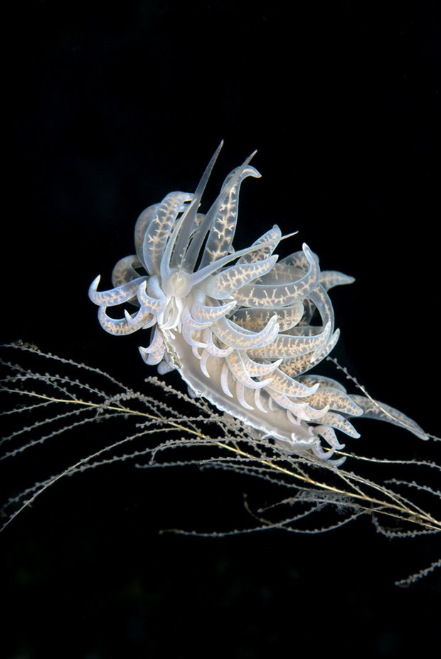 Yury Ivanov, Bali, Indonesia / II miejsce Macro