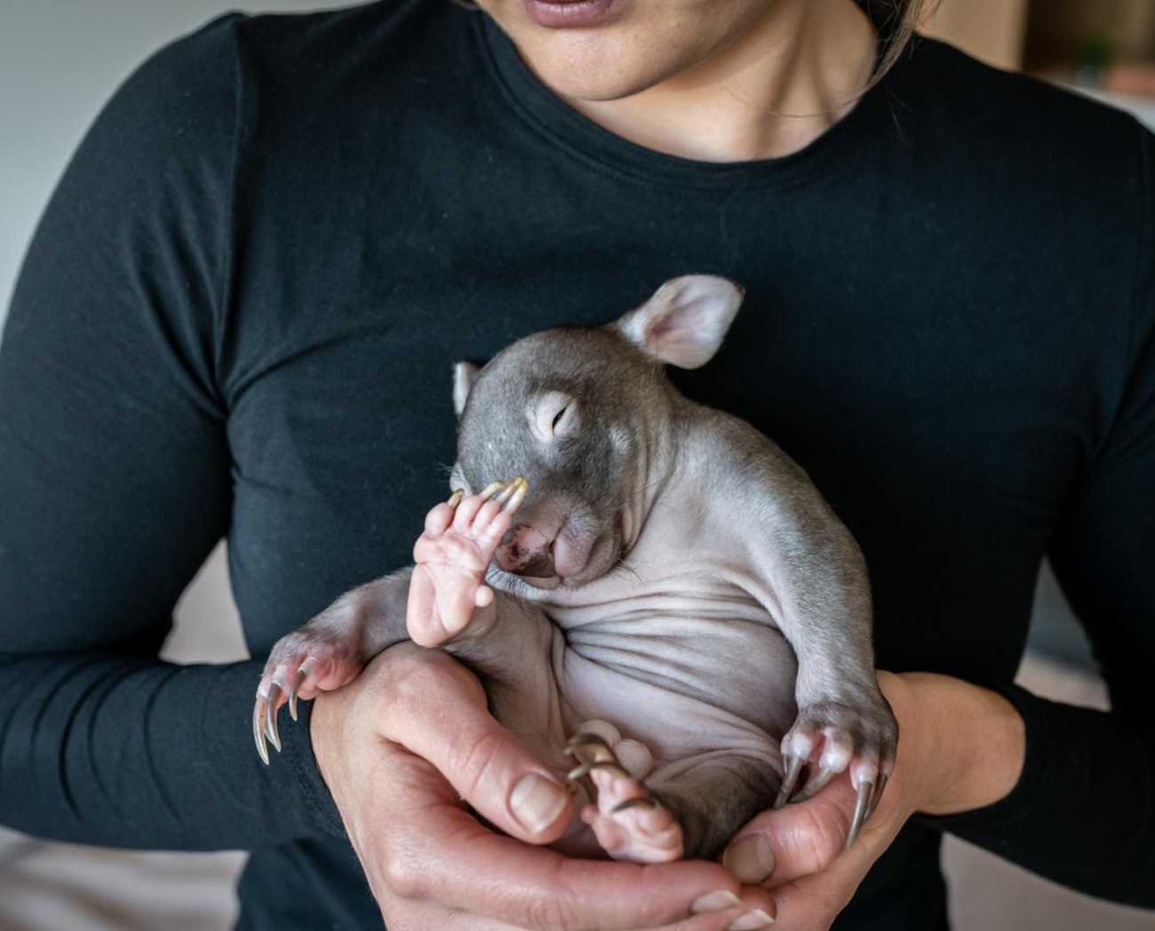 Emily Small, założycielka Goongerah Wombat Orphanage