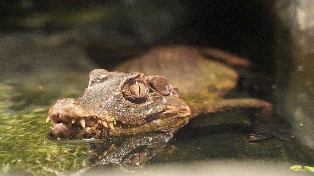 Kajman karłowaty chwilowo przebywa we wrocławskim zoo (fot. ZOO Wrocław)