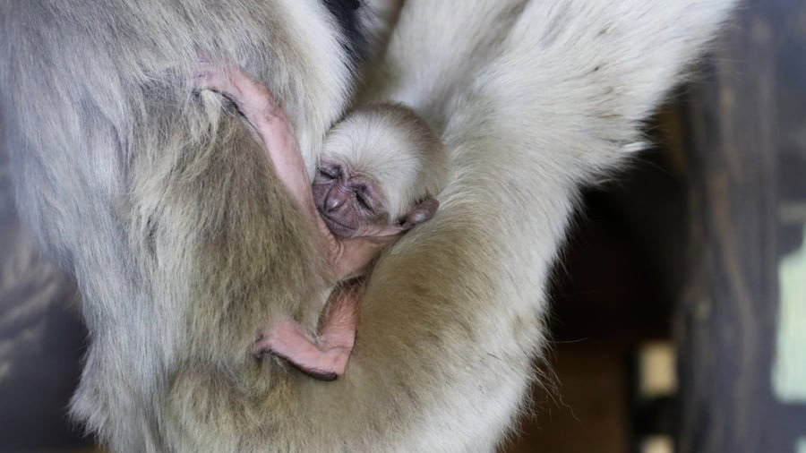 Na razie nie wiadomo jakiej płci jest nowo narodzony gibon czapnik (fot. Facebook/ZOO Płock)
