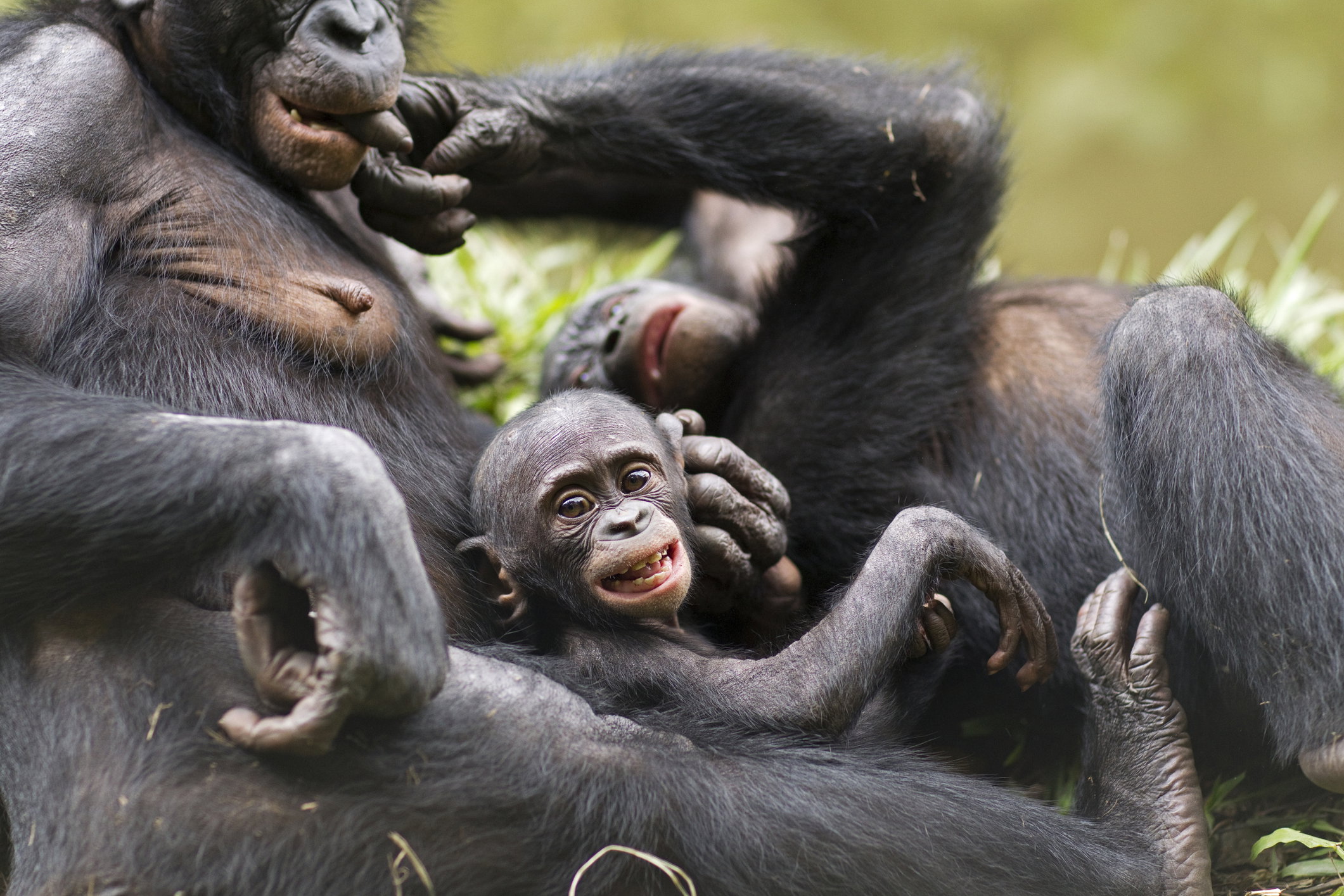 Szympans karłowaty: ciekawostki i zwyczaje Jakie zagrożenia czyhają na małpy bonobo? (fot. Getty Images)