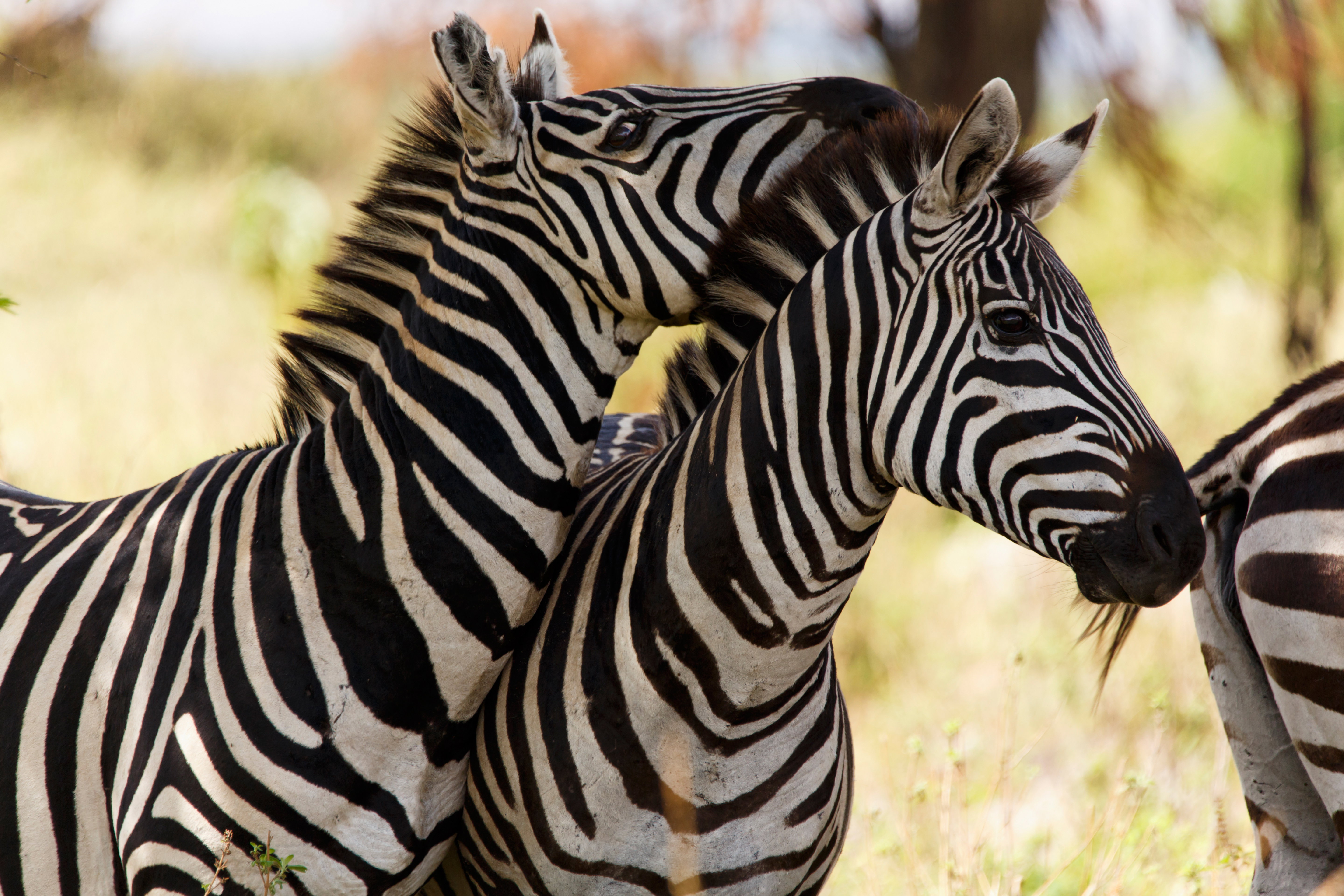 Zebra
