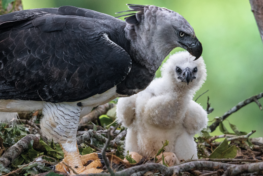 Latające grizzly harpie. Najsilniejsze drapieżne ptaki świata wymagają dziś naszej troski