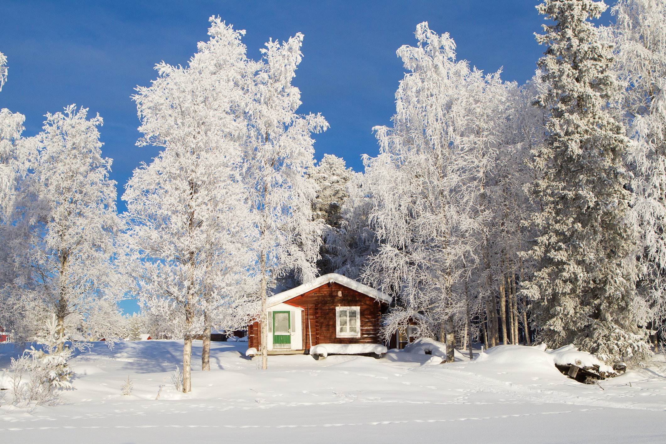 Laponia dla początkujących. Dzikie lasy, renifery, zorza i święty Mikołaj (fot. Getty Images)