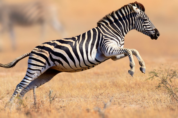 Zebra