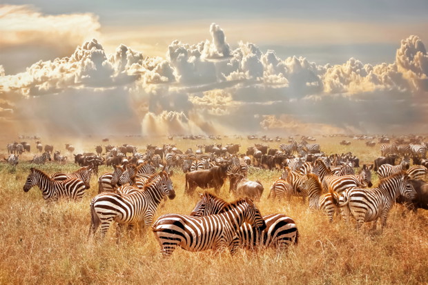 Zebra