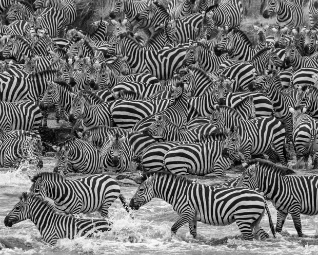 Zebra