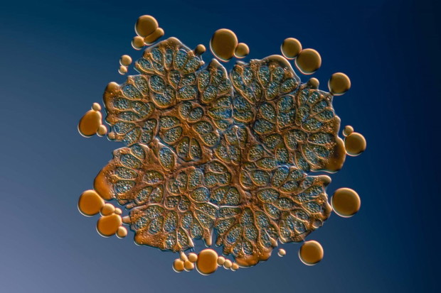 2020 Science Photographer of the Year
