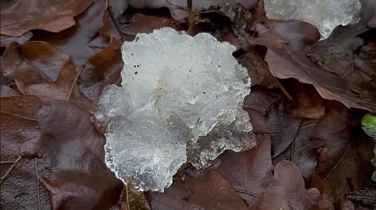 Galareta z kosmosu czy grzyb?