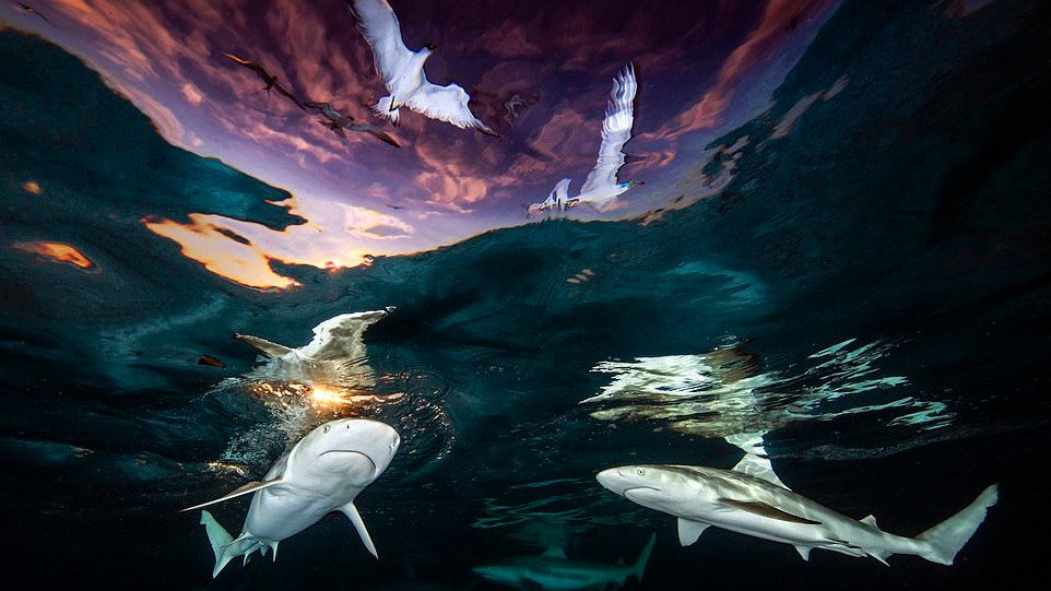 Underwater Photographer of the Year 2021