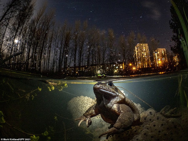 Underwater Photographer of the Year 2021