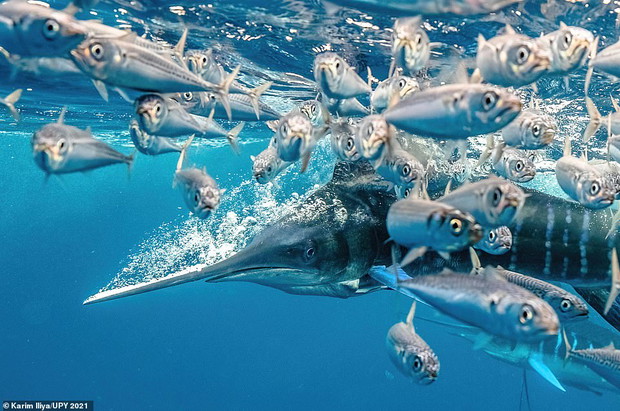 Underwater Photographer of the Year 2021