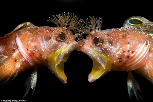 Underwater Photographer of the Year 2021