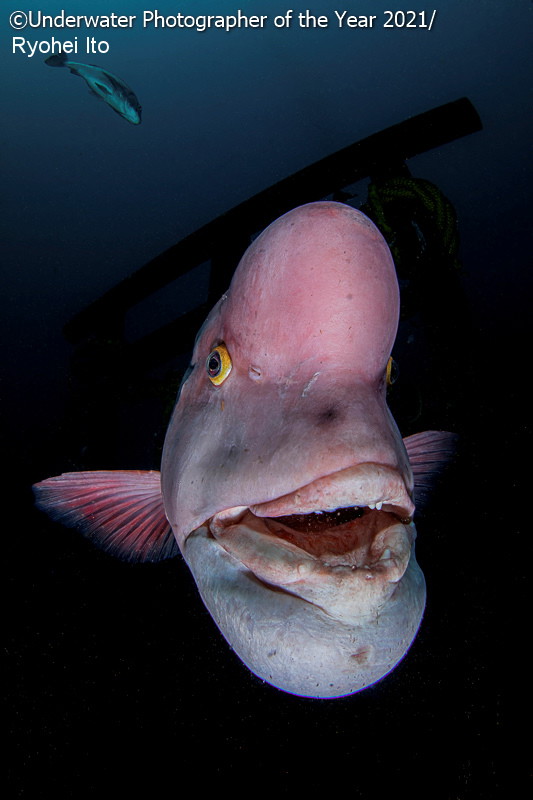 Underwater Photographer of the Year 2021