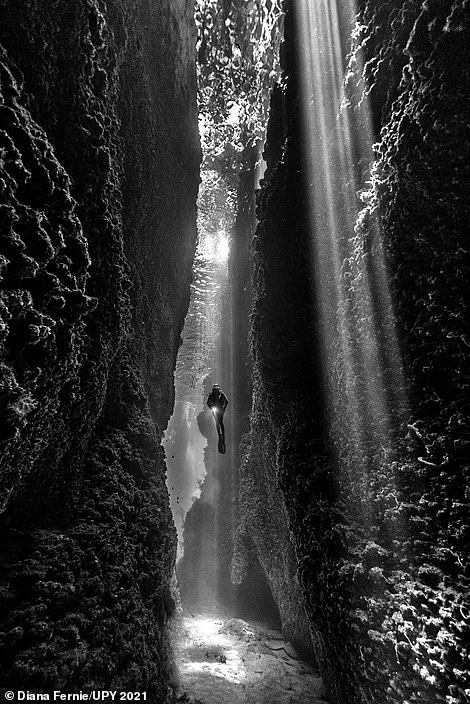 Underwater Photographer of the Year 2021