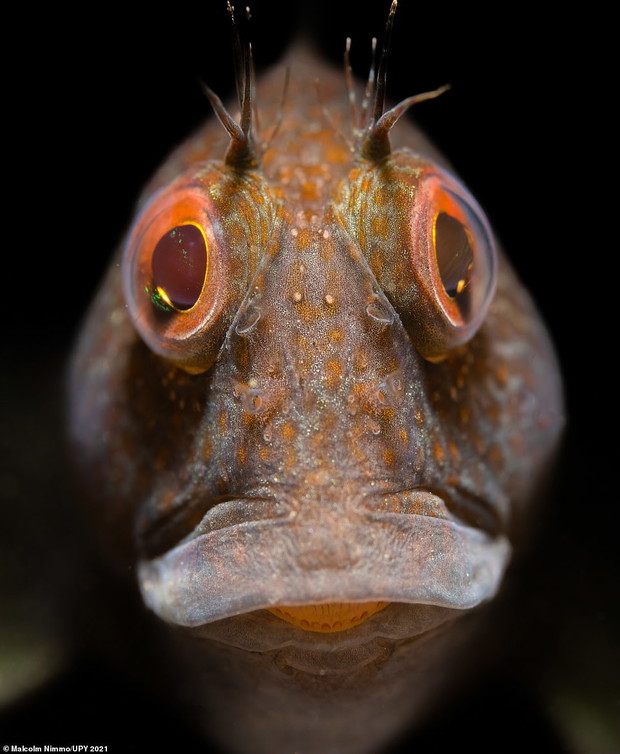 Underwater Photographer of the Year 2021