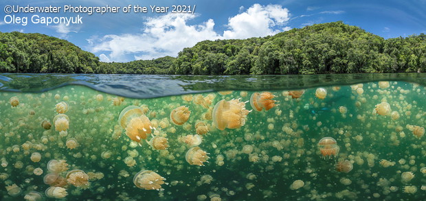 Underwater Photographer of the Year 2021
