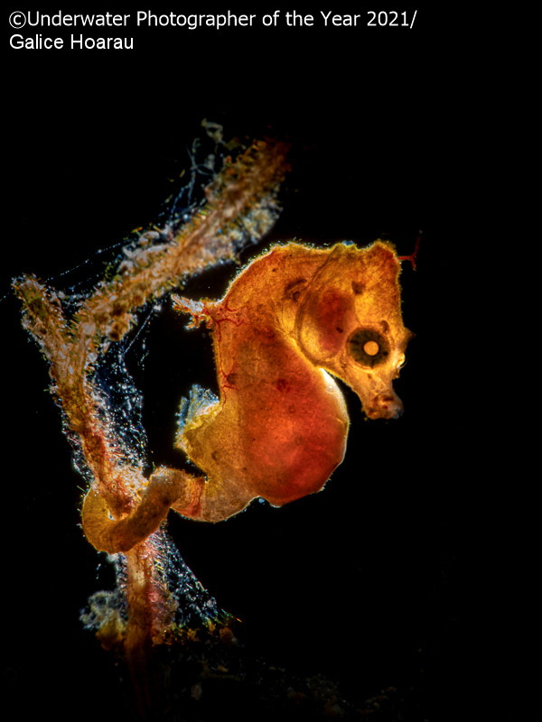 Underwater Photographer of the Year 2021