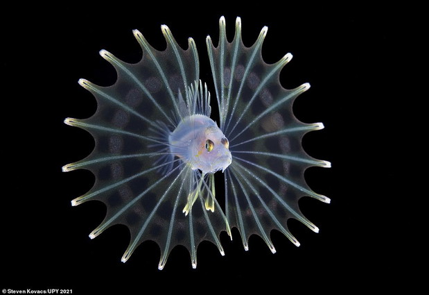Underwater Photographer of the Year 2021