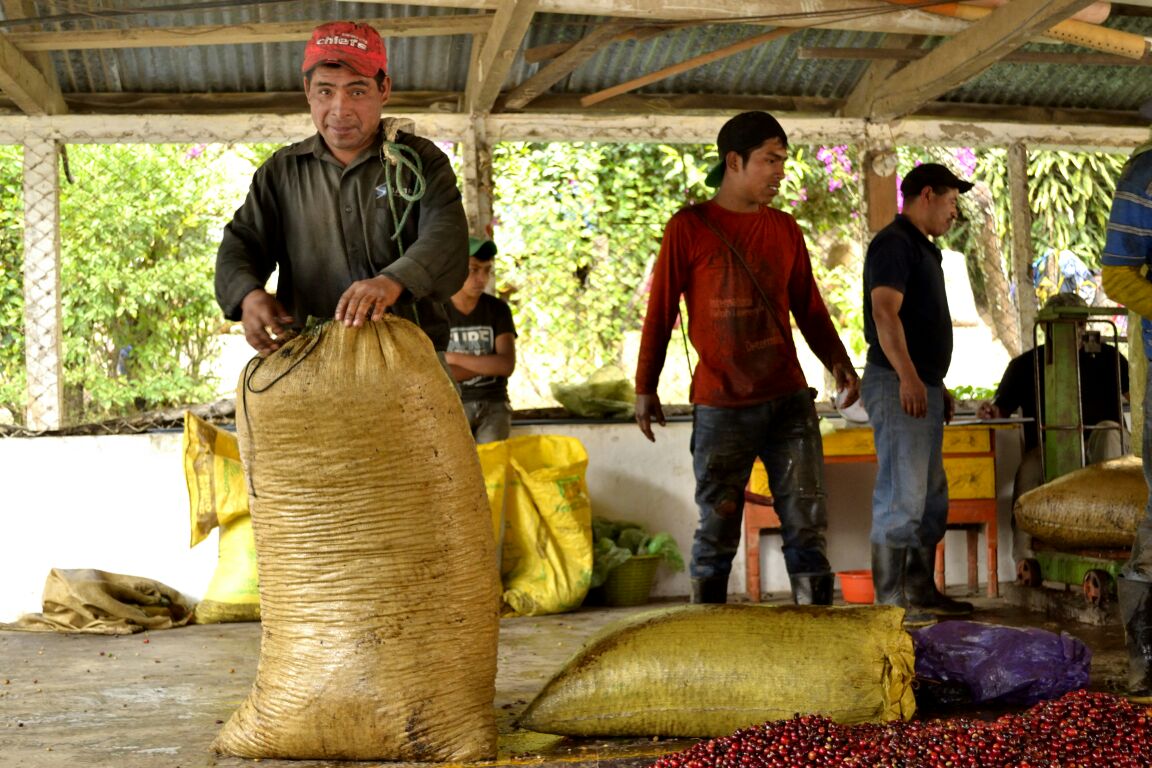 Kawa to także ludzie, którzy za nią stoją. O kawach z Gwatemali i Boliwii, sytuacji producentów i świecie nierówności rozmawiamy z założycielkami projektu 88  Grains [TYLKO O KAWIE]