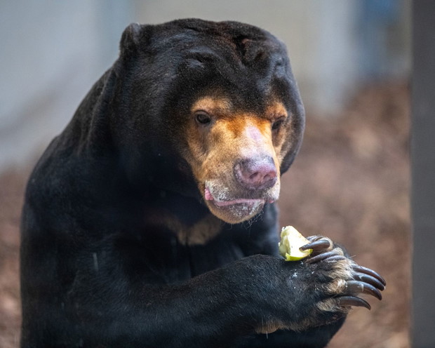 Egzotyczne gatunki, podwodny tunel i ochrona przyrody – nowe Orientarium w łódzkim zoo