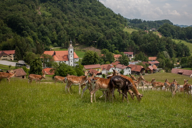 Kozjansko